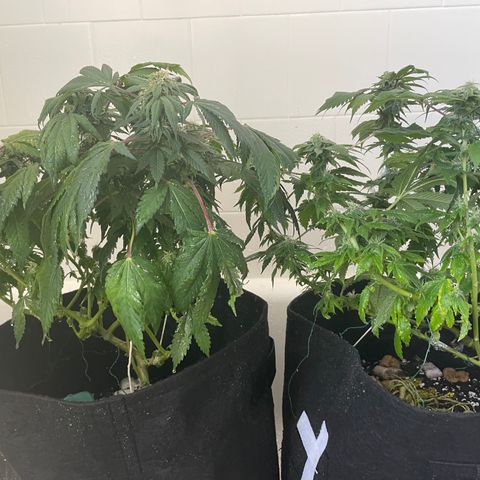 Mac growlog photo: Sad boys