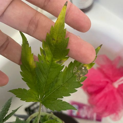 Mac growlog photo: I have NO clue what’s going on with Mac but I’m hoping that increasing his nutrients will solve it....