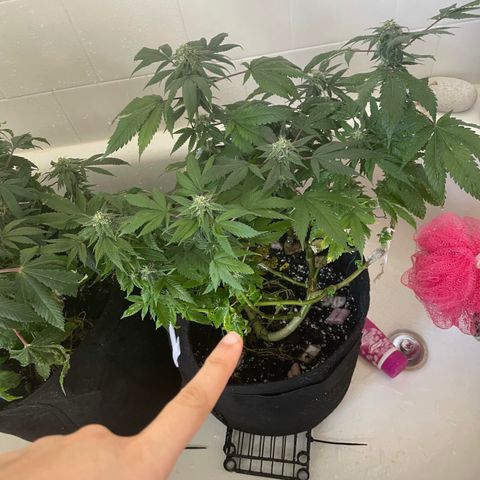 Mac growlog photo: I have NO clue what’s going on with Mac but I’m hoping that increasing his nutrients will solve it....