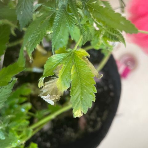 Mac growlog photo: I have NO clue what’s going on with Mac but I’m hoping that increasing his nutrients will solve it....