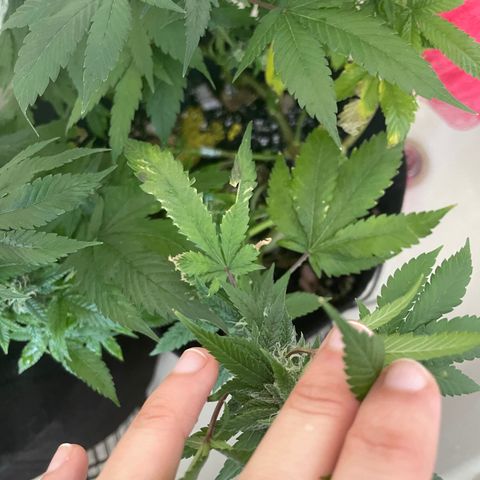 Mac growlog photo: I have NO clue what’s going on with Mac but I’m hoping that increasing his nutrients will solve it....