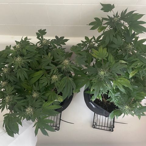 Mac growlog photo: Maybe looking a little better?  There are still spots of discoloration on both