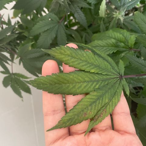 Mac growlog timeline photo