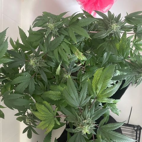 Mac growlog timeline photo