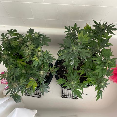 Mac growlog photo: The boys show some? Improvement, but not much. Watered and nutes again