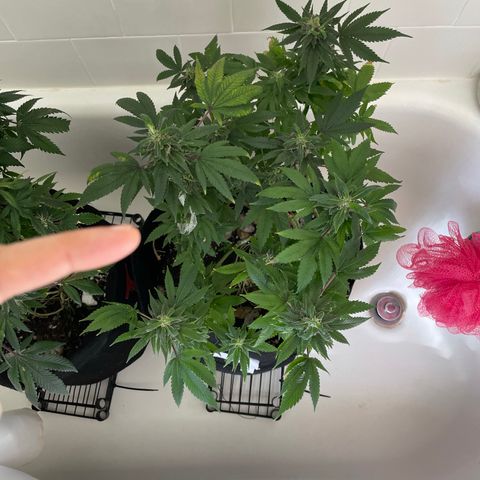 Mac growlog photo: Mac is ok, still some signs of being under nourished. I gave him one capful of tiger bloom with his watering today