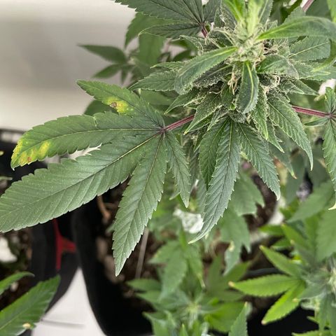 Mac growlog photo: Mac is ok, still some signs of being under nourished. I gave him one capful of tiger bloom with his watering today