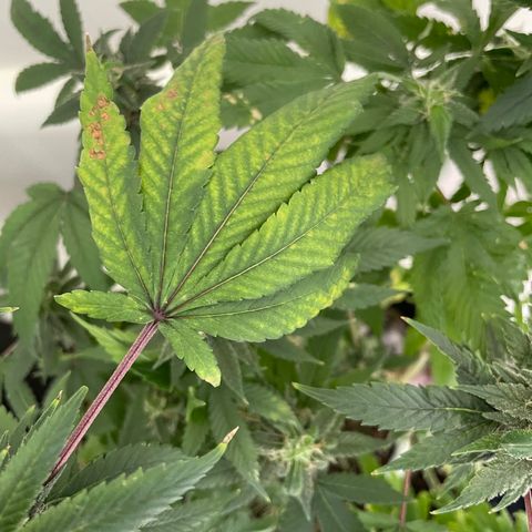 Mac growlog photo: Mac is ok, still some signs of being under nourished. I gave him one capful of tiger bloom with his watering today