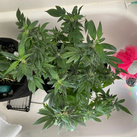 Mac growlog photo: I think Mac is revegging??????