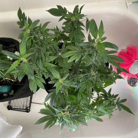 Mac growlog photo: I think Mac is revegging??????
