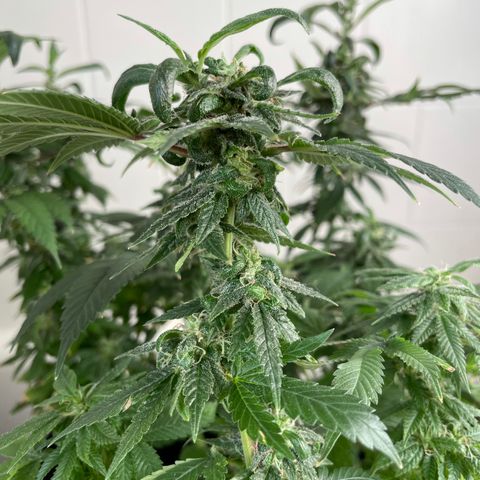 Mac growlog photo: I think Mac is revegging??????