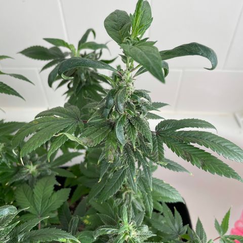 Mac growlog photo: I think Mac is revegging??????