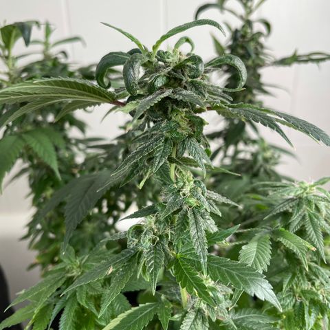 Mac growlog photo: I think Mac is revegging??????