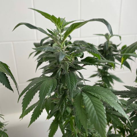 Mac growlog photo: I think Mac is revegging??????