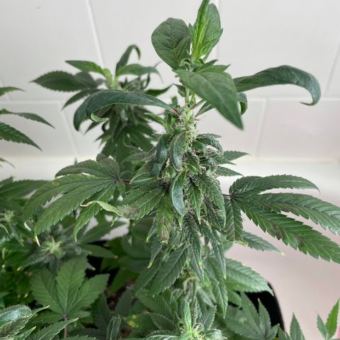 Mac growlog photo: I think Mac is revegging??????