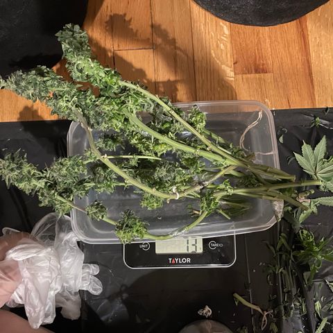 Mac growlog photo: Mac’s wet trim weighed in at 73g