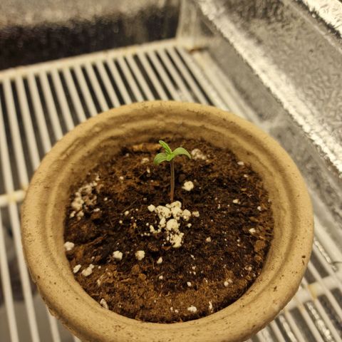 Dumbo growlog timeline photo