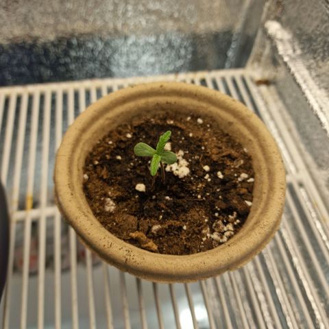 Dumbo growlog timeline photo