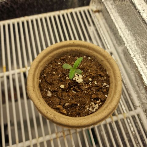 Dumbo growlog timeline photo