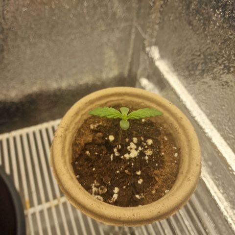 Dumbo growlog timeline photo