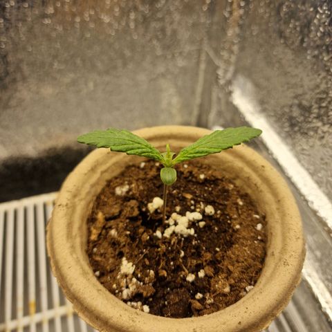 Dumbo growlog timeline photo
