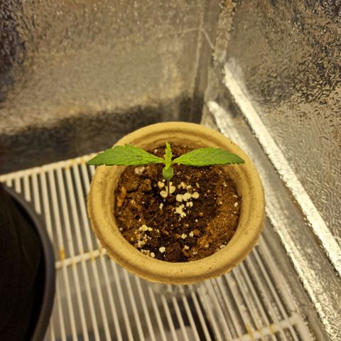 Dumbo growlog timeline photo