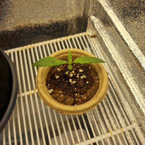Dumbo growlog timeline photo
