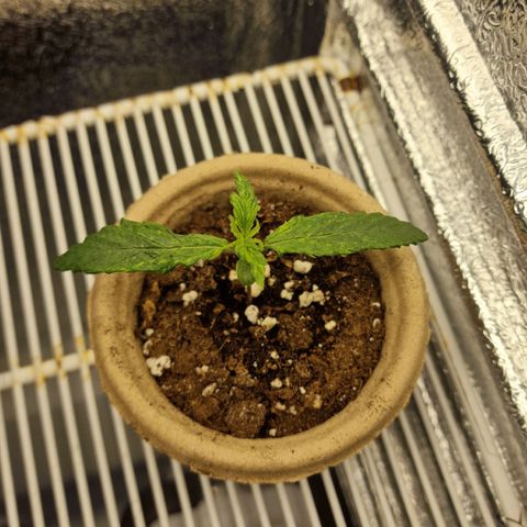 Dumbo growlog timeline photo