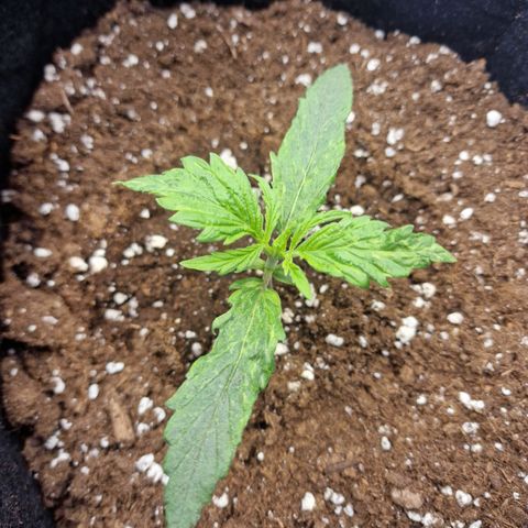 Dumbo growlog timeline photo