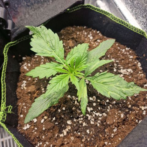 Dumbo growlog timeline photo