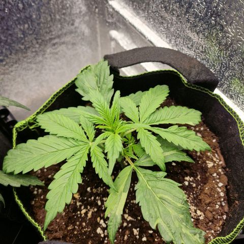 Dumbo growlog timeline photo