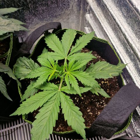 Dumbo growlog timeline photo