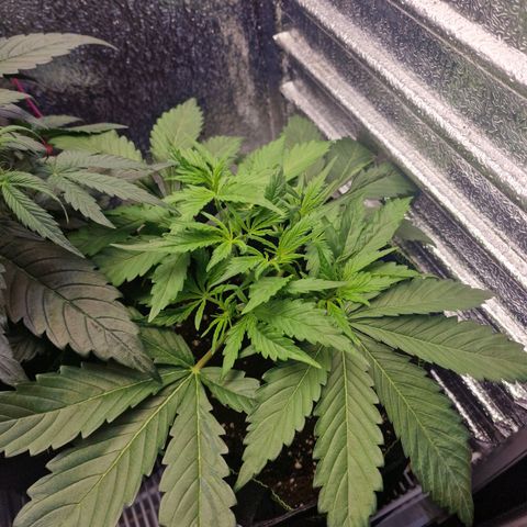 Dumbo growlog timeline photo