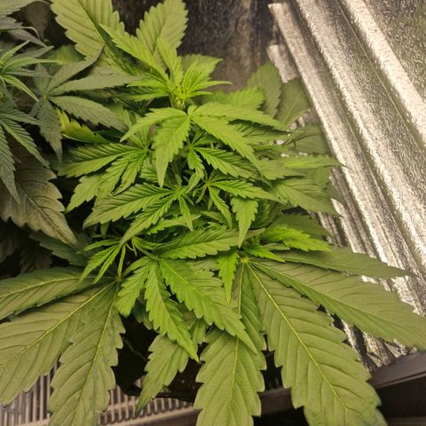Dumbo growlog timeline photo