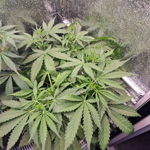 Dumbo growlog timeline photo