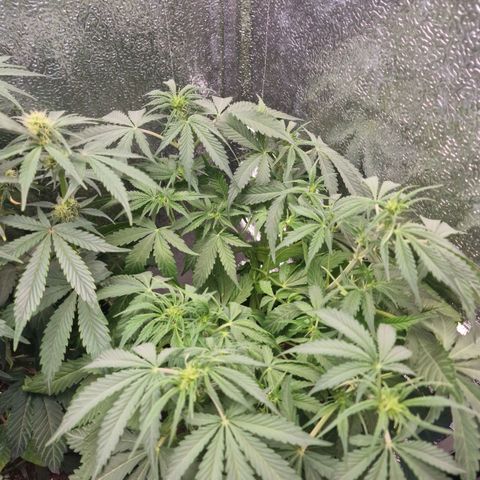 Dumbo growlog timeline photo