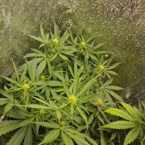 Dumbo growlog timeline photo