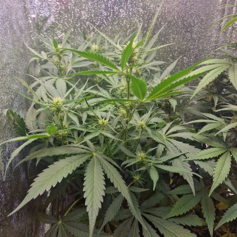 Dumbo growlog timeline photo