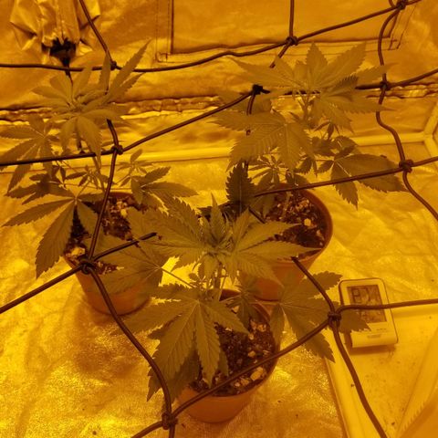 Genética desconocida growlog timeline photo