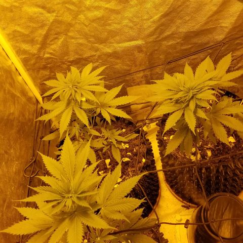 Genética desconocida growlog timeline photo