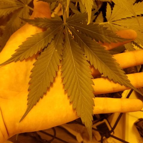 Genética desconocida growlog timeline photo