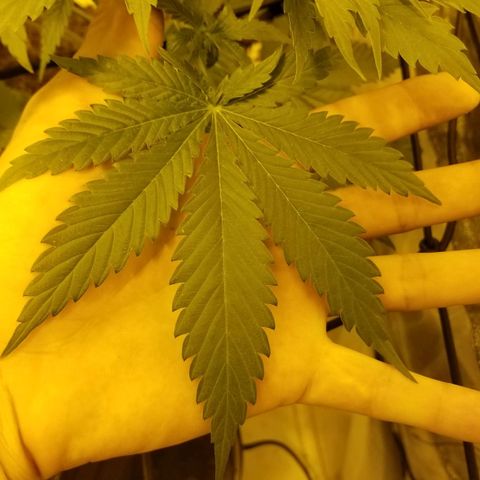 Genética desconocida growlog timeline photo