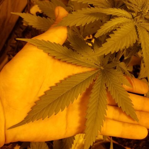 Genética desconocida growlog timeline photo