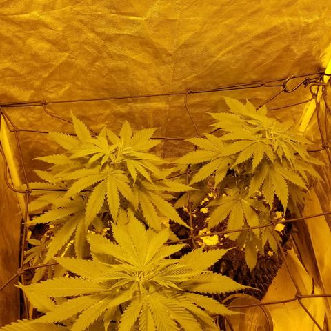 Genética desconocida growlog timeline photo