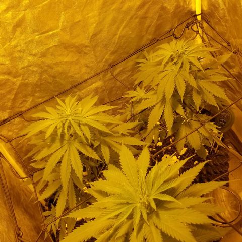 Genética desconocida growlog timeline photo