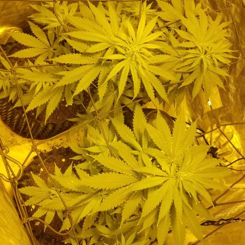 Genética desconocida growlog timeline photo