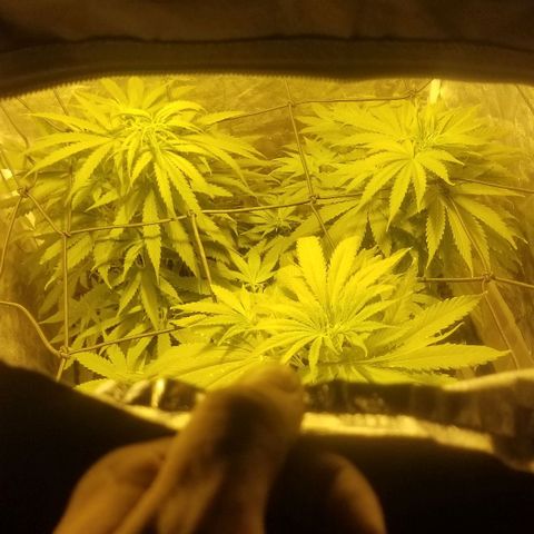 Genética desconocida growlog timeline photo