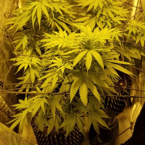 Genética desconocida growlog timeline photo