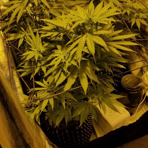 Genética desconocida growlog timeline photo