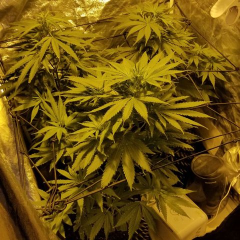 Genética desconocida growlog timeline photo